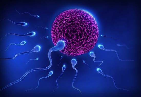 Fertility & Reproductive Medicine